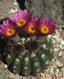 Notocactus cv. CHP98